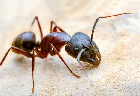 Ant Control Services